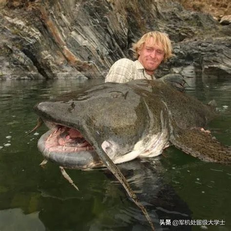世界最大的鲶鱼都有哪些?
