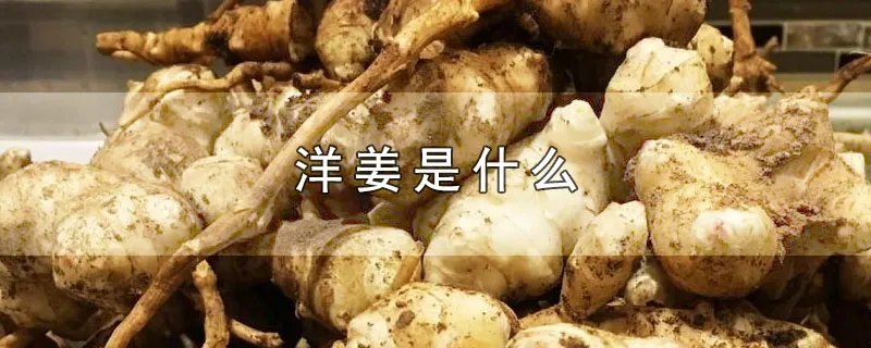 洋姜是什么