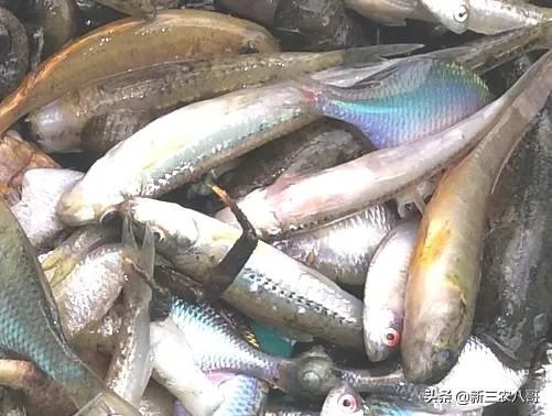 农村鱼塘增8亩，鱼塘用多大的增氧机比较好，该注意些什么？叶轮式增氧用多大的？