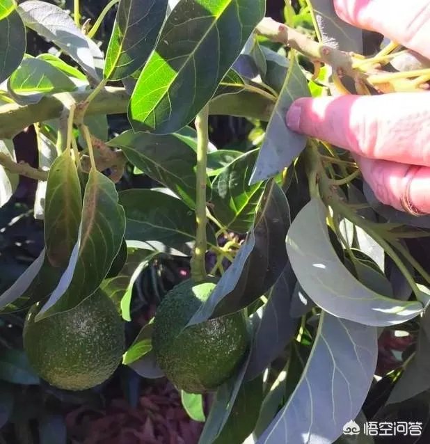 为什么智利和墨西哥都要争夺中国的牛油果市场?