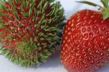 核辐射有多可怕?日本辐射后的蔬菜水果长什么样?