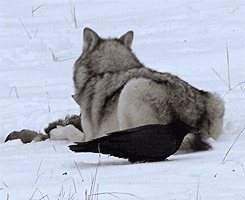 如何看待乌鸦拔熊猫毛搭窝?