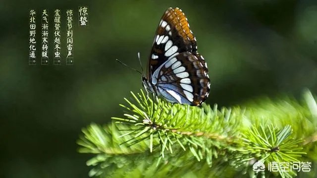惊蛰是什么意思？