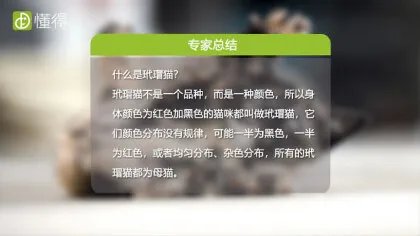 什么是玳瑁猫(图文)