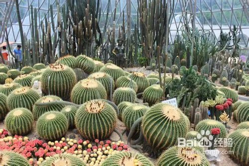 深圳仙湖植物园旅游攻略