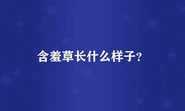 含羞草长什么样子？