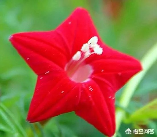 中国的爱尔兰踢踏舞现状是什么样的？