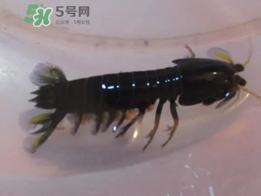 七彩神虾好吃吗?七彩神虾的营养价值