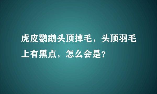 虎皮鹦鹉头顶掉毛，头顶羽毛上有黑点，怎么会是？